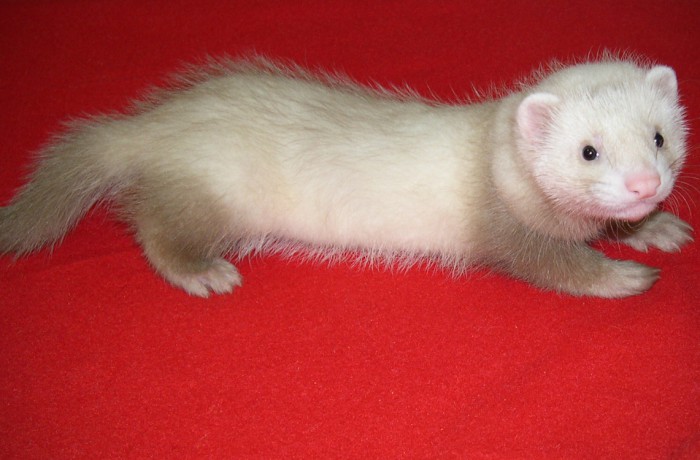 Le cucciolate – Dirkou Ernesto