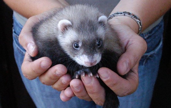 Cuccioli: Keiko