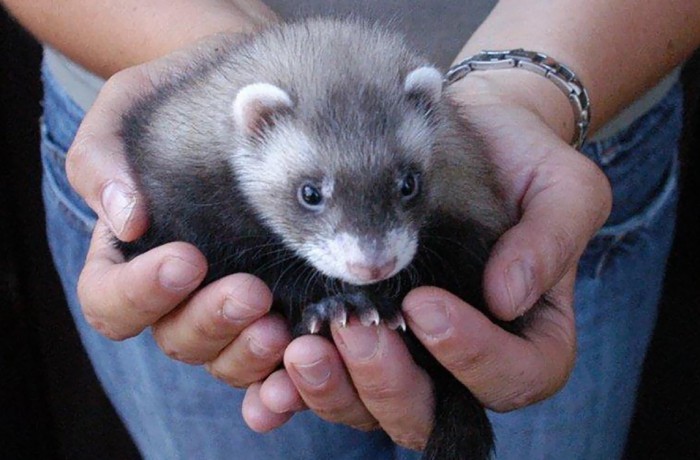 Cuccioli: Keiko