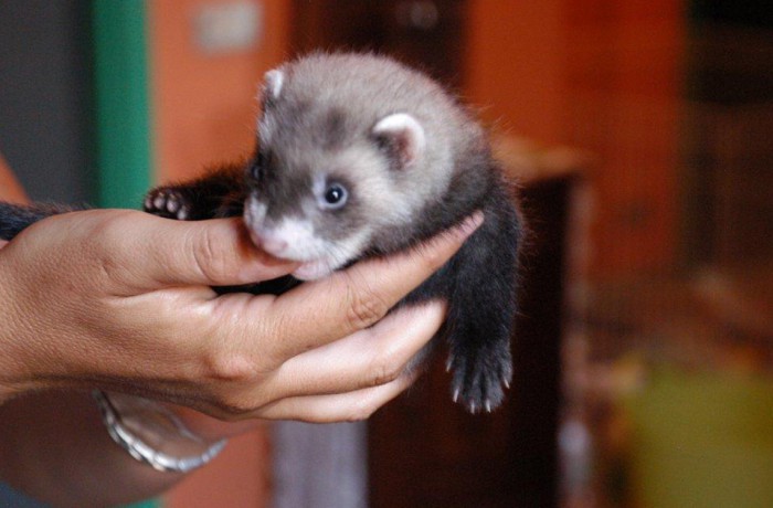 Cuccioli: Keiko