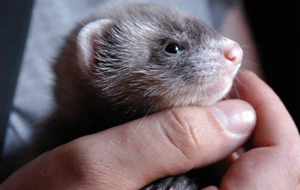 Cuccioli: Keiko