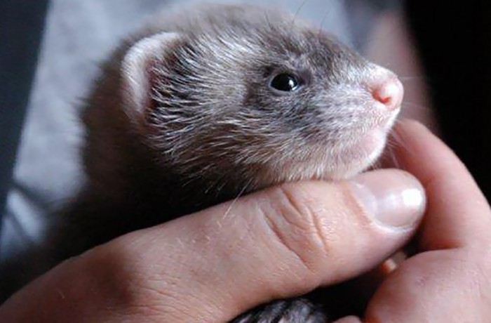 Cuccioli: Keiko