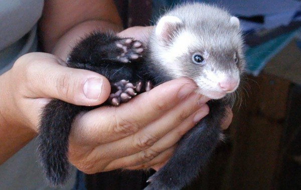 Cuccioli: Masumi