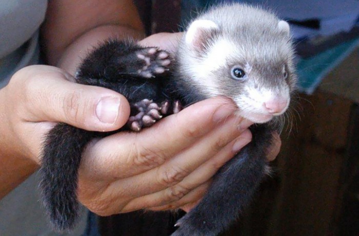 Cuccioli: Masumi