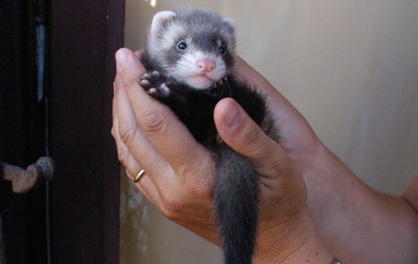 Cuccioli: Midori