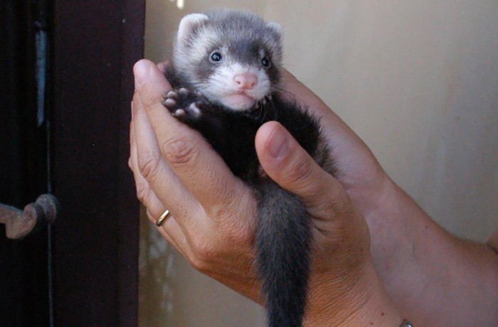 Cuccioli: Midori