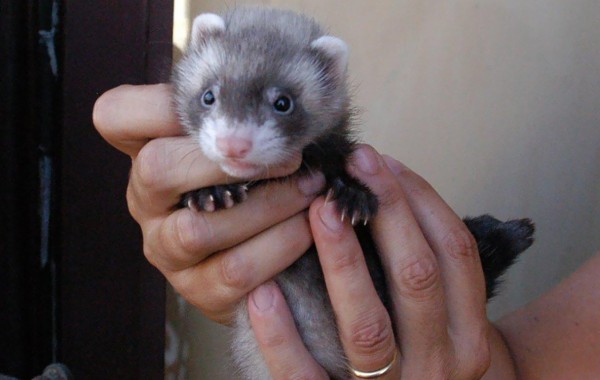 Cuccioli: Midori