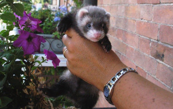 Cuccioli: Midori