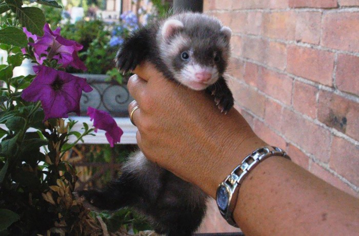 Cuccioli: Midori