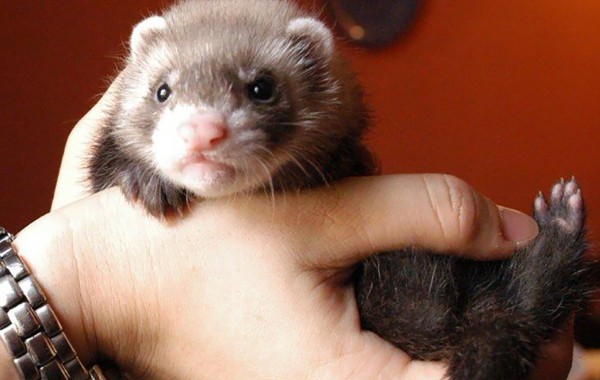 Cuccioli: Takanori