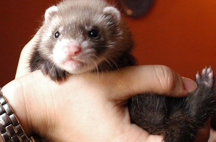 Cuccioli: Takanori