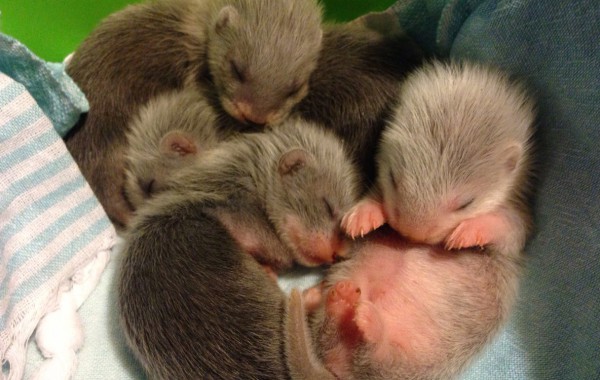 I Cuccioli del 2015