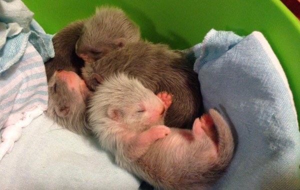 I Cuccioli del 2015