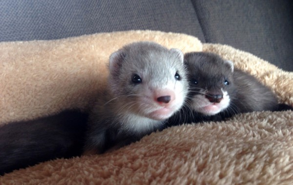 I Cuccioli del 2015