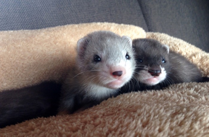 I Cuccioli del 2015