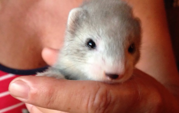I Cuccioli del 2015