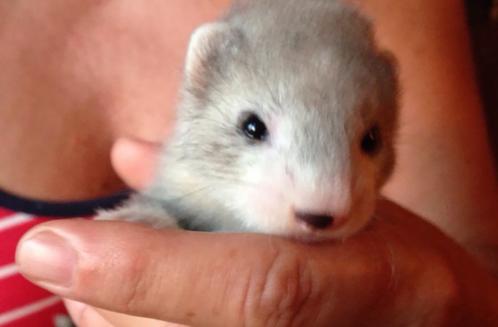 I Cuccioli del 2015