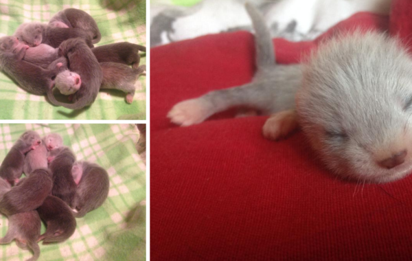 I Cuccioli del 2018