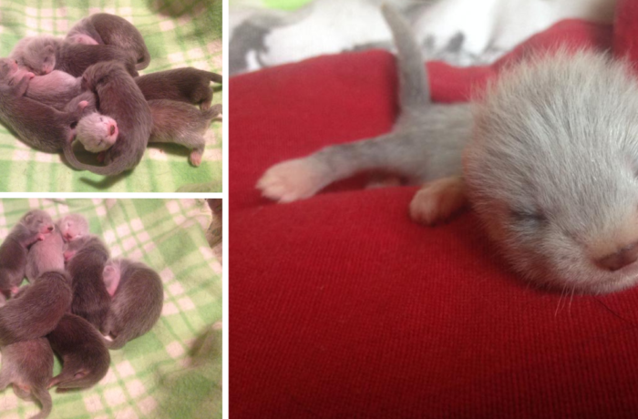 I Cuccioli del 2018