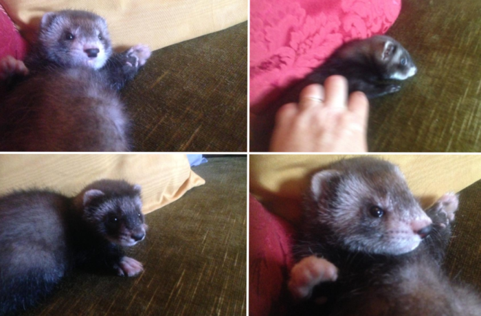I Cuccioli del 2018