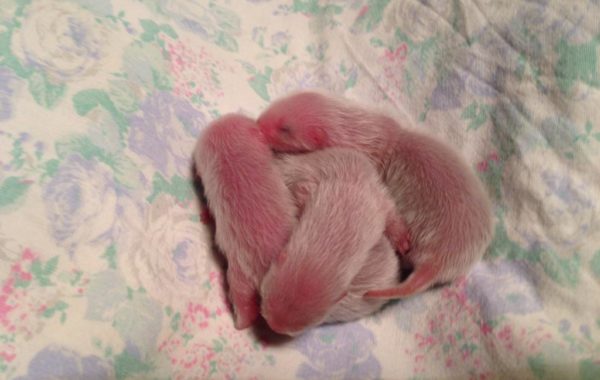 I Cuccioli del 2013