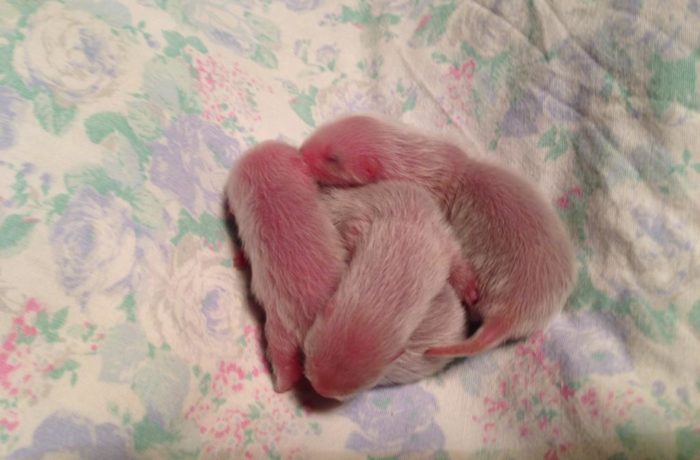 I Cuccioli del 2013