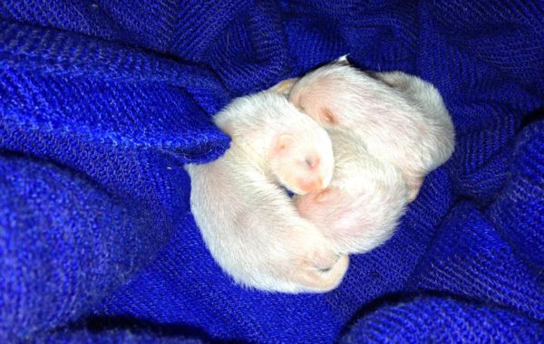 I Cuccioli del 2013