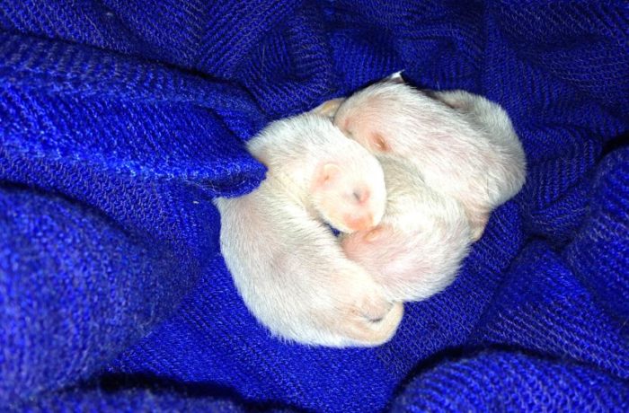 I Cuccioli del 2013
