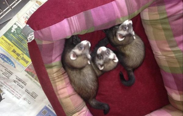 I Cuccioli del 2013