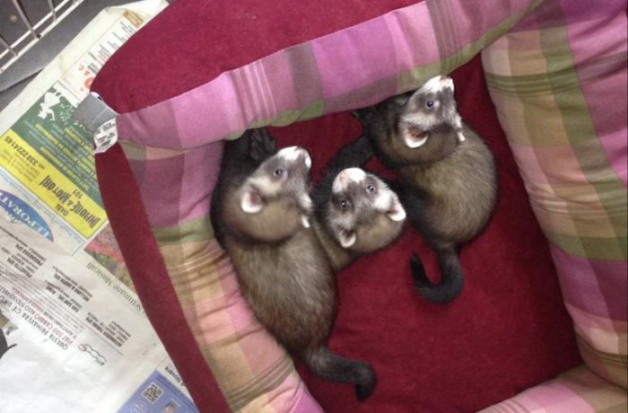 I Cuccioli del 2013