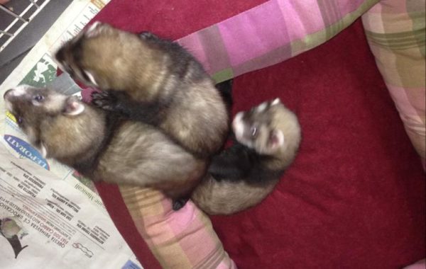 I Cuccioli del 2013