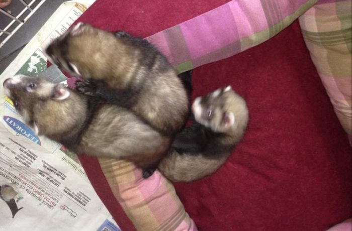 I Cuccioli del 2013
