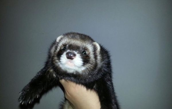 I Cuccioli del 2013