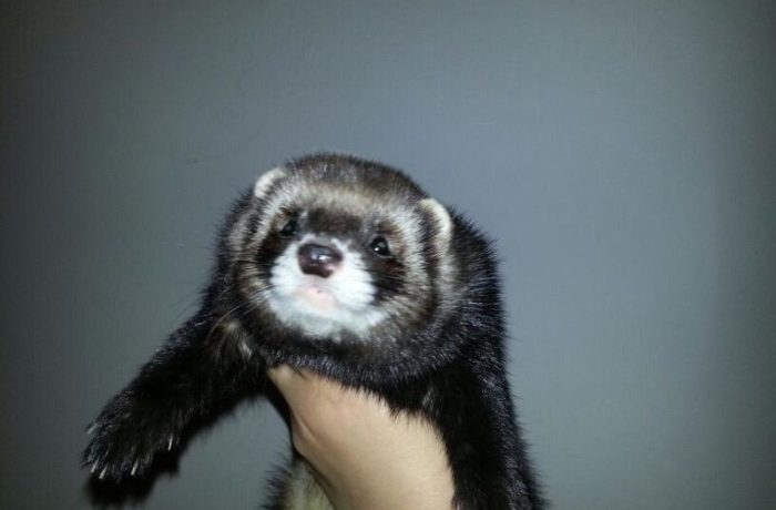 I Cuccioli del 2013