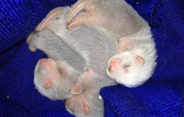 I Cuccioli del 2013