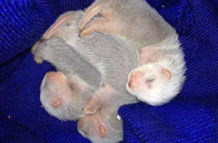 I Cuccioli del 2013